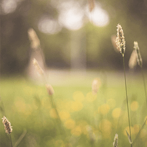 Blühende Schwarzwald Natur im Sommer